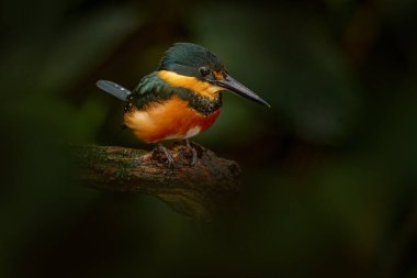 Kosta Rika doğası. Amerikan pigme Kingfisher, kloroceryle aenea, suyun yanında. Dalın üzerinde oturan yeşil ve beyaz kuş. Kosta Rika 'da Kingfisher doğal yaşam alanında..