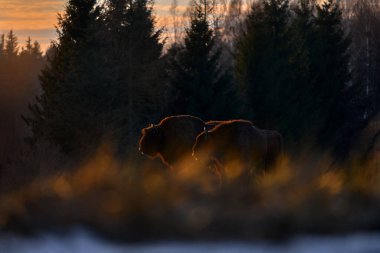 Polonya kar yaban hayatı. Europhean Bison, Bison bonasus, doğal yaşam alanındaki büyük kahverengi hayvan s, Bialowieza NP, Polonya. Doğadan vahşi yaşam sahnesi. Büyük kahverengi Avrupalı bizon.