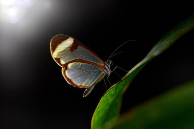 Gece yaban hayatı. Nero Glasswing, Greta nero, yeşil yaprakların üzerindeki saydam cam kanat kelebeğinin yakın plan portresi. Gecenin bir böceği. Kosta Rika, Tropikal Orman Sahnesi.