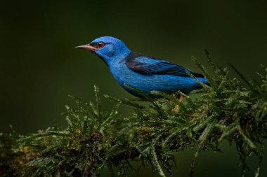 Mavi dacnis ya da turkuaz bal sürüngeni, Dacnis cayana, Kosta Rika 'dan geçen küçük bir kuş. Doğa habitatındaki mavi kuş, ormandaki gri dalda oturuyor, Boca Tapada, vahşi yaşam.. 