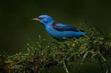 Blue dacnis or turquoise honeycreeper, Dacnis cayana, small passerine bird from Costa rica. Blue bird in the nature habitat, sitting on the gree branch in the forest, Boca Tapada, wildlife nature.  clipart