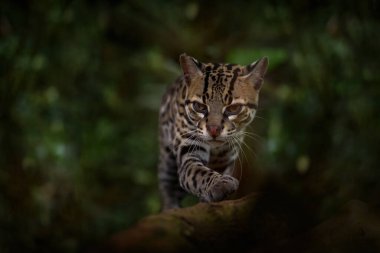 Costarica yaban hayatı, yabani ot. Margay, güzel kedi, yeşil tropikal ormandaki dalda oturuyor. Ayrıntılı portre kedi yabankedisi, Leopardus wiedii, tropikal ormanda. Doğal ortamdaki hayvanlar.. 