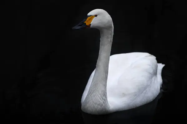 Bewicks Tundra Swan Cygnus Columbianus Bewickii Biały Ptak Gęsi Nad — Zdjęcie stockowe