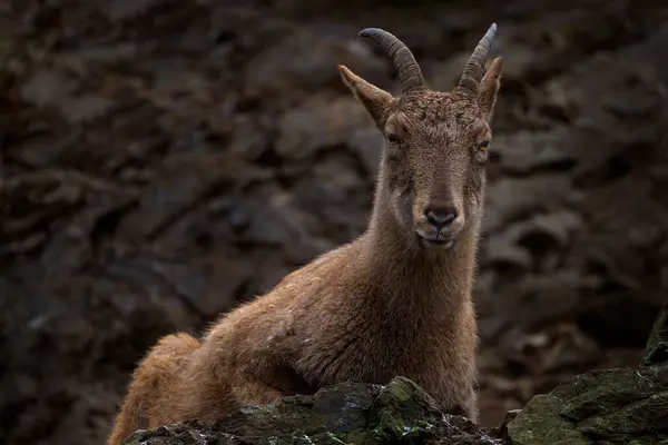 Young West Caucasian Tur Capra Caucasica Sitting Rock Endangered Animal — Stock Photo, Image