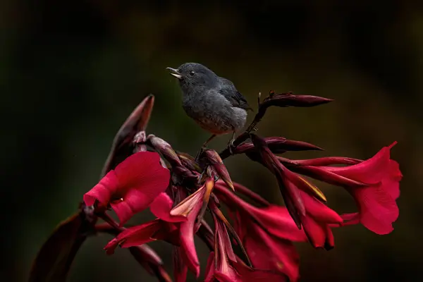 Slaty Flowerpiercer Diglossa Plumbea Passerine Bird Endemic Talamancan Montane Forests — Stock Photo, Image
