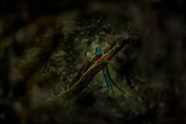 Karanlık Tropik Ormanlarda Quetzal Pharomachrus Mocinno Kosta Rika Doğasından Muhteşem — Stok fotoğraf