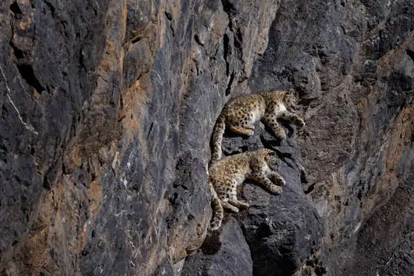 Schneeleoparden Schlafen Auf Dem Felsvorsprung Wildkatzen Den Bergen Schneeleopard Auf — Stockfoto