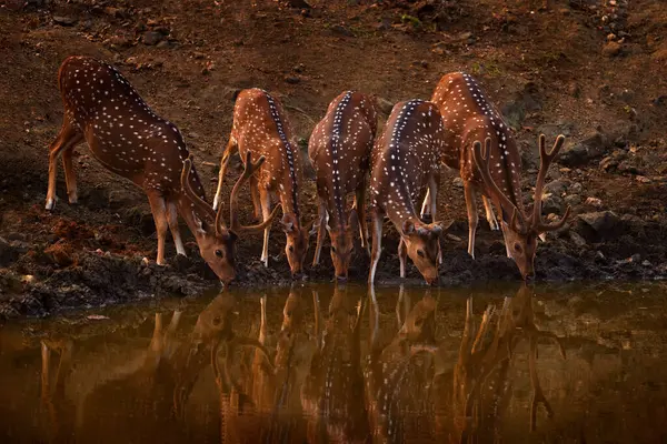 アクシスは 森の水穴で鹿の飲料水を見つけました インドのカビニ ナガルホールNp 水池付近の動物の群れ 野生生物 — ストック写真