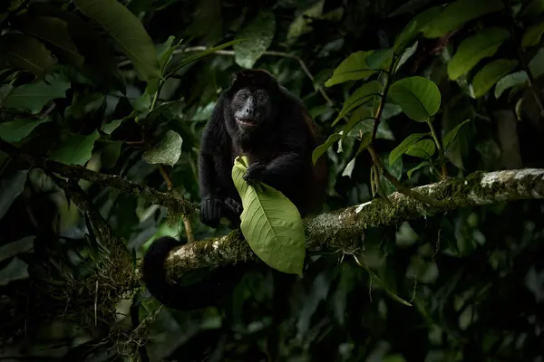 Nature Costa Rica Monkey Black Monkey Mantled Howler Monkey Alouatta — Stock Photo, Image