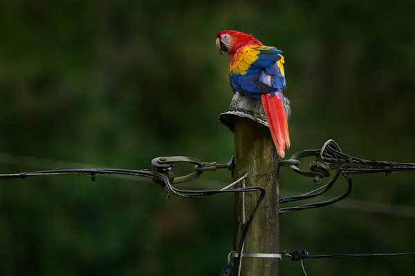 Big Red Yellow Blue Parrot Power Electricity Line Green Tropic — Stock Photo, Image