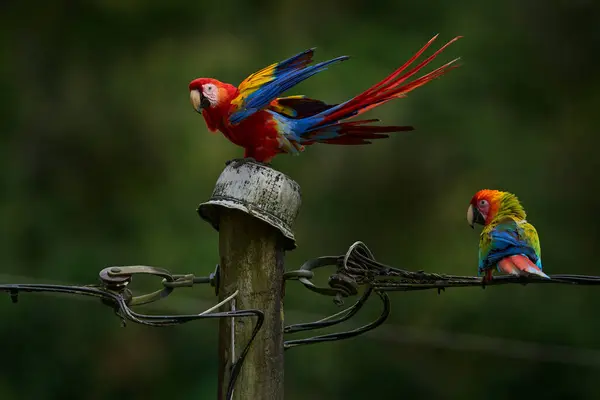 Big Red Yellow Blue Parrot Power Electricity Line Tropic Nature — Stock Photo, Image