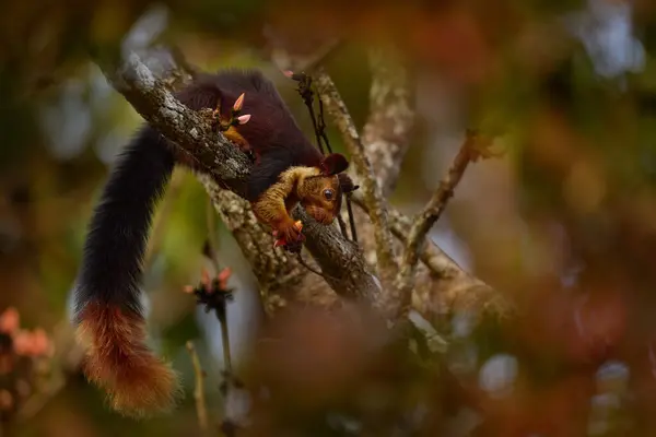 Indian Giant Squirrel Ratufa Indica Nagarhole National Park Karnataka India — Stock Photo, Image
