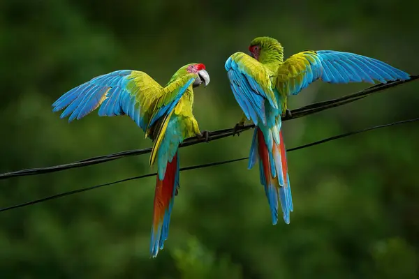 Big Parrot Pair Power Electricity Line Green Tropic Nature Wildlife — Stock Photo, Image