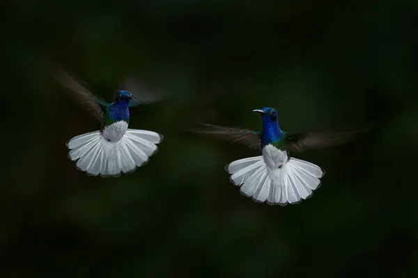 Natura Scenelor Sălbatice Pasăre Zburătoare Albastră Albă Iacobin Florisugadiivora Din — Fotografie, imagine de stoc