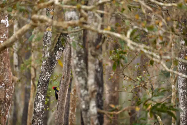 Zoek Specht Witbuikspecht Dryocopus Javensis Grote Zwarte Vogel Met Rode — Stockfoto
