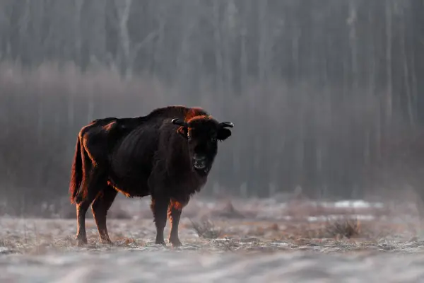 โปแลนด มะฤด หนาวส Europhean Bison Bison Bonasus าตาลขนาดใหญ ในท อาศ — ภาพถ่ายสต็อก