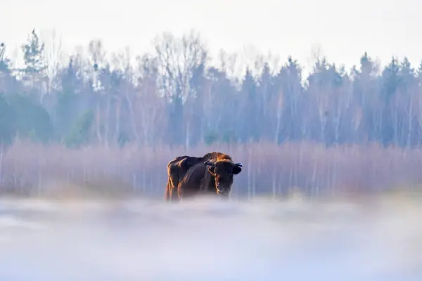 Poland Snow Winter Wildlife Europhean Bison Bison Bonasus Big Brown — Stock Photo, Image