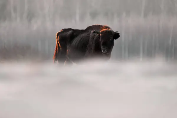โปแลนด มะฤด หนาวส Europhean Bison Bison Bonasus าตาลขนาดใหญ ในท อาศ — ภาพถ่ายสต็อก