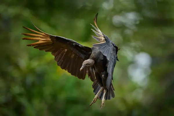 来自哥斯达黎加的野生动物 丑陋的黑鸟 黑色秃鹫 在绿色的植被中飞行 森林栖息地的秃鹫 绿草森林栖息地 投标逃跑 — 图库照片