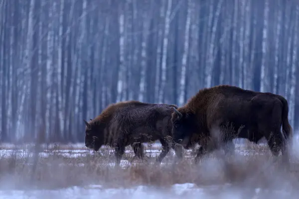 Poland Snow Winter Wildlife Europhean Bison Bison Bonasus Big Brown — Stock Photo, Image