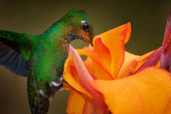 哥斯达黎加野生生物 鸟吸蜜绿冠晶莹 特写人物形象美丽的花朵 哥斯达黎加的Volcan Poas Np拉巴斯瀑布花园 带有绿色蜂鸟的橙花 — 图库照片