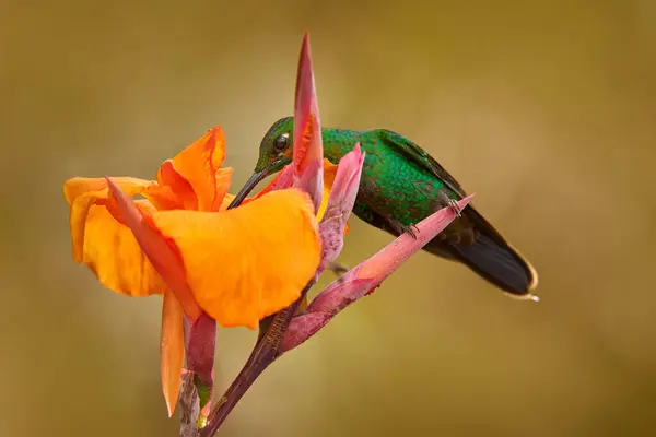 Bird Sucking Nectar Costa Rica Wildlife Green Crowned Brilliant Heliodoxa — Stock Photo, Image