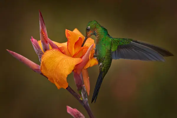 Bird Sucking Nectar Costa Rica Wildlife Green Crowned Brilliant Heliodoxa — Stock Photo, Image