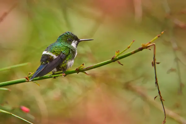 Birdwatching Costa Rica Uccello Verde Magro Bel Colibrì Green Thorntail — Foto Stock