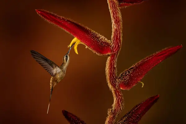 Long Billed Hermit Phaethornis Longirostris Flying Next Beautiful Red Flower — Stock Photo, Image