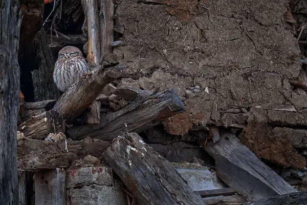 Little Owl Athene Noctua Bird Wall Ruin Urban Wildlife Bird — Stock Photo, Image