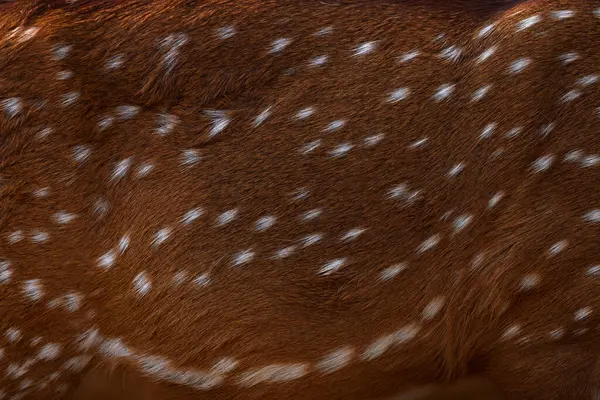 Achse Pelzmantel Detailaufnahmen Aus Der Tiernatur Geflecktes Reh Braunes Fell Stockfoto