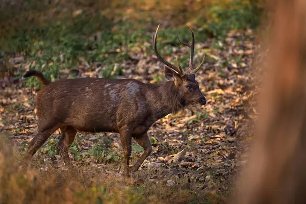 Sambar Rusa Unicolor Nature Habitat Kabini Nagarhole India Wild Deer Royalty Free Stock Photos