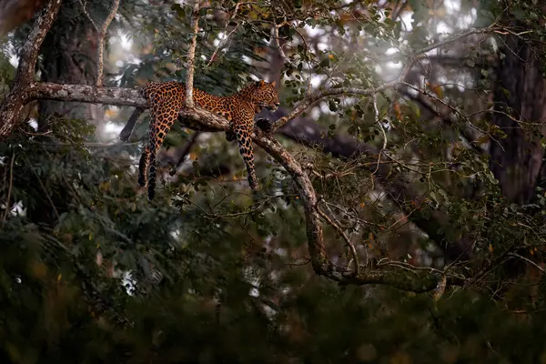 森の木に残されたヒョウ インドのヒョウ パンテラパルスカ 自然の生息地 インドのカビニ ナガルホールNp アジアの大きな猫 自然の中では リラックス インドの野生生物 ストックフォト