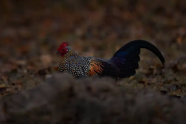 Graue Jungvögel Gallus Sonneratii Vogel Der Natur Kabini Nagarhole Indien Stockbild