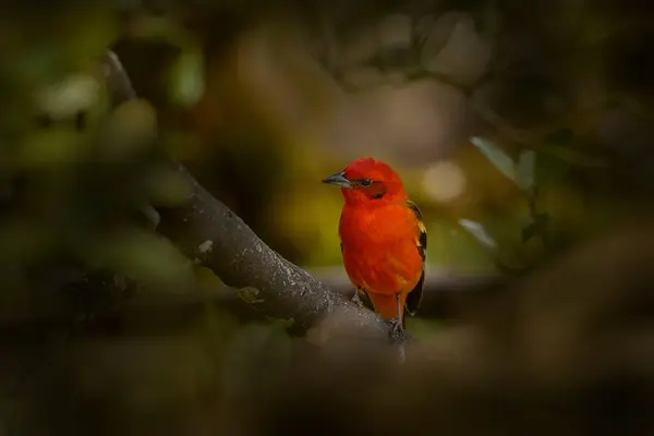 코스타리카에서 오렌지 화염색 Tanager Piranga Bidentata Savegre 코스타리카에서 서식지에 빨간색 스톡 사진