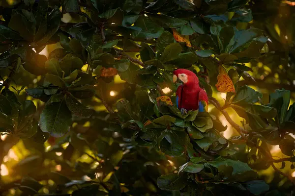 Rode Papegaai Oranje Avond Zonsondergang Scarlet Macaw Ara Macao Vogel Rechtenvrije Stockafbeeldingen