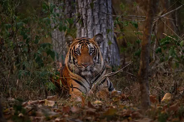 호랑이는 숨겨진 사이를 걸어갑니다 서식지에 오렌지 줄무늬 고양이 인도의 Kabini 스톡 사진