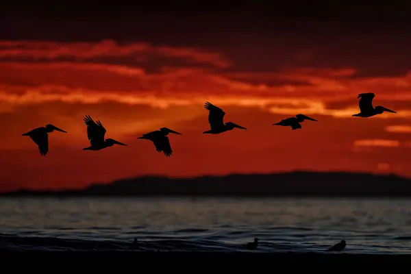 Vogels Oceaan Zee Zonsondergang Pelicanen Spatten Het Water Natuur Habitat Stockfoto