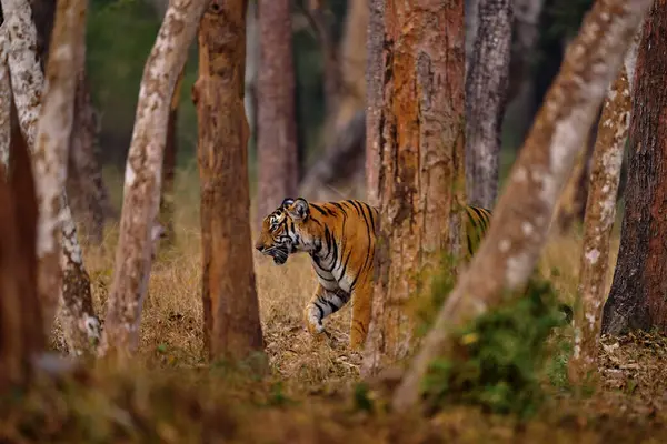 Indiase Tijger Lopen Tussen Boom Verborgen Het Bos Grote Oranje Stockafbeelding
