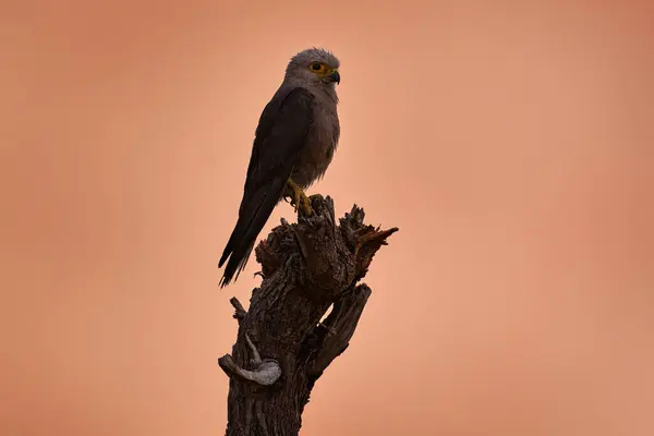 ディキンソンのケストレル ファルコ ディキンソニー ボツワナのオカバンゴ デルタ 周辺の日没 ピカオレンジの空 アフリカの野生生物の性質の小さな偽のホーク ストック写真