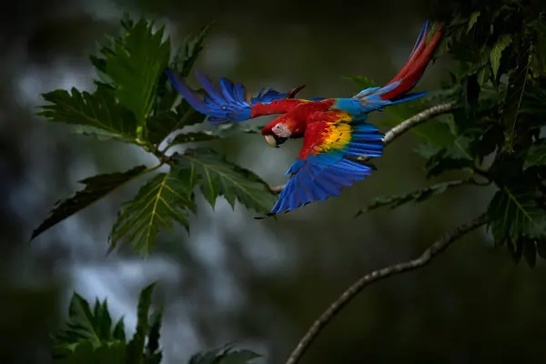 スカーレット マコー マカオ 熱帯林 コスタリカ 熱帯の自然からの野生生物のシーン 森の中の赤 美しいバックライトと雨と濃い緑の植生で飛ぶ赤い青いマカオパロット ストック写真