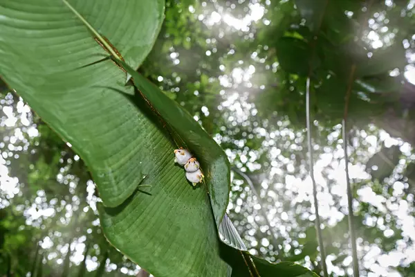 コスタリカの自然 ホンジュラスのホワイトバット エクトフィルラアルバ 緑の葉に隠されたかわいい白い毛皮コートバット コスタリカのブラリオカリロNp 森林の哺乳類 トロピック ジョン ストック画像