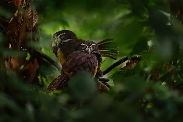暗い熱帯の森のフクロウのペア オウル パルサトリックス 自然の生息地の大きなフクロウ 緑の木の枝に座って 背景にある森 ブラリオカリロ コスタリカ ストック写真