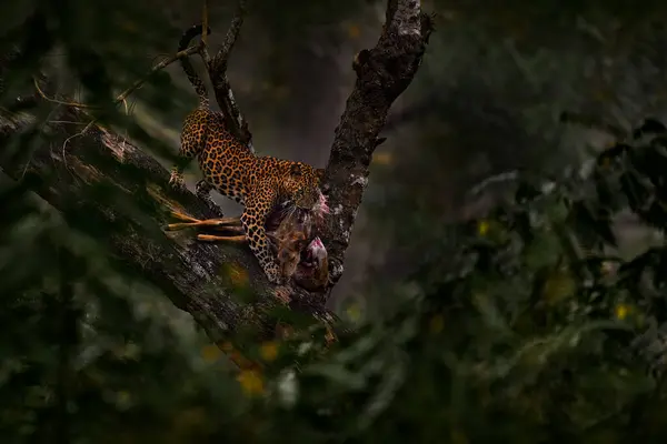 インドの野生生物 木のヒョウは 森林で鹿を見つけました インドのヒョウ パンテラ パルスカ 自然の生息地 インドのカビニ ナガルホールNp アジアにおける大きな猫の行動 ストック画像