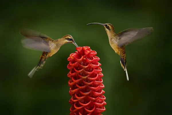 Kolibri Terbang Aroung Bunga Tropis Merah Satwa Liar Alam Pertapa Stok Foto