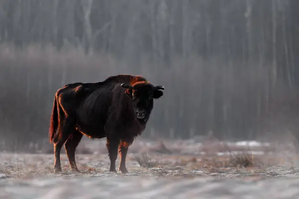 ポーランドの雪の冬の野生生物 ヨーロッパのビソン ボニソス 自然の生息地の大きな茶色の動物 バイアルウィッツァ ポーランド 自然からの野生生物のシーン ビッグブラウン ヨーロッパ ビスケット ストック画像