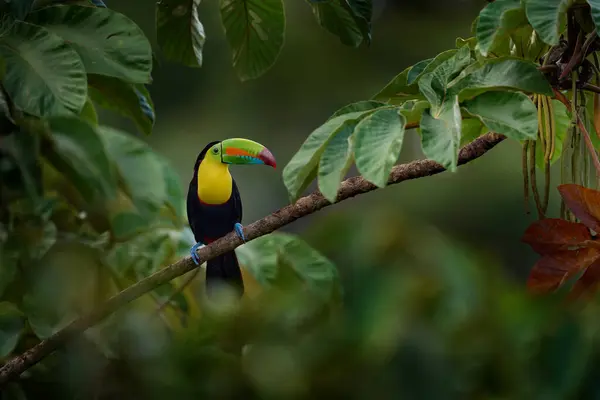 Costa Rica Nature Tucan Tree Branch Keel Billed Toucan Ramphastos Stock Picture