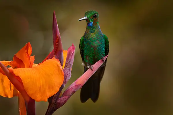 코스타리카 크라운 화려한 Heliodoxa Jacula 아름다운 벌새와 헬리코니아 라파스 코스타리카 로열티 프리 스톡 사진