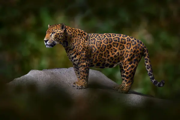 自然界のジャガー 生息地の野生の猫 ブラジルのポルト ジョフレ 緑の植生でジャガー 岩と川岸の銀行 木の中に隠された 南アメリカの生息地のハンター ロイヤリティフリーのストック写真