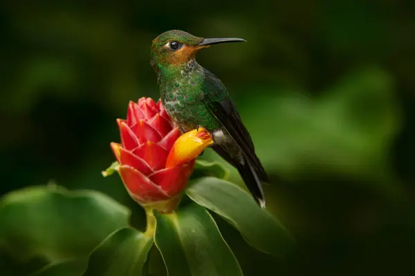 Φύση Της Κόστα Ρίκα Πράσινο Στεφάνι Λαμπρή Heliodoxa Jacula Όμορφη Εικόνα Αρχείου